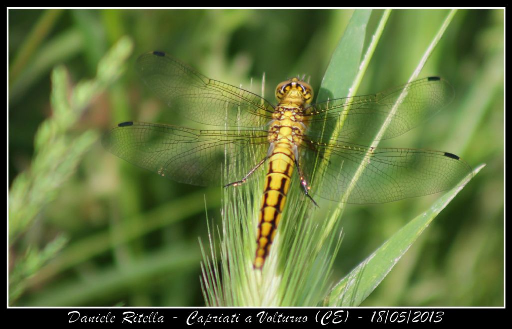 Ident. libellula 2 - Capriati a Volturno (CE)